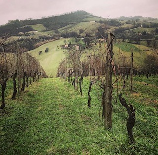 vinfalt